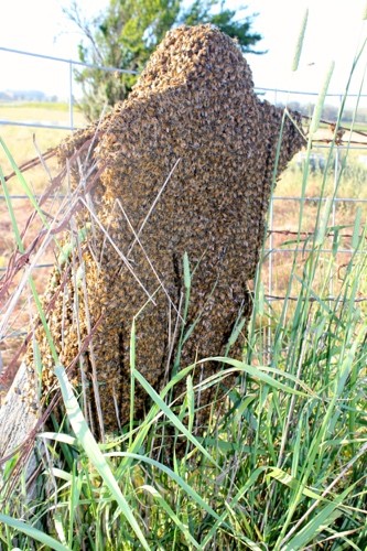 A large number of bees on the back of a sheep.