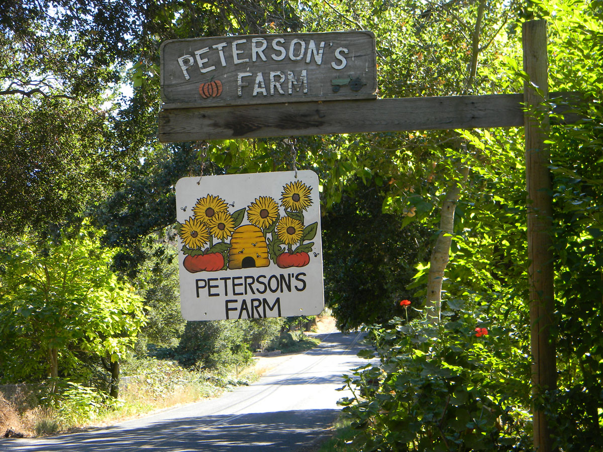 A sign that says peterson 's farm and sunflowers.