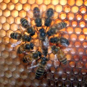 A group of bees on top of a honeycomb.