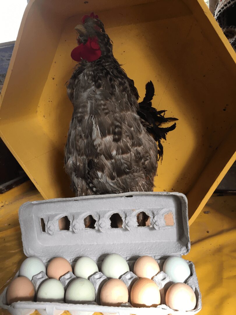 A chicken standing next to an egg carton.